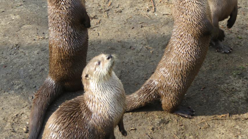 Wunschfahrt zum Wildpark Eekholt